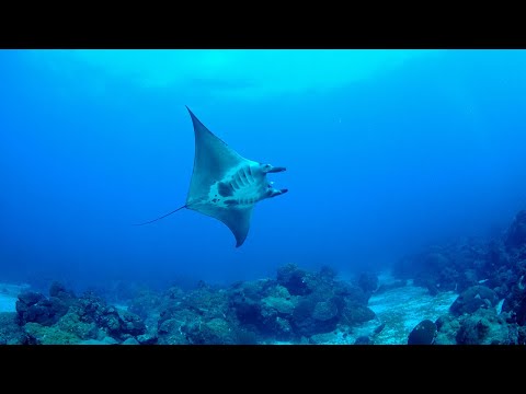 Exploring Deepwater Ecosystems with eDNA