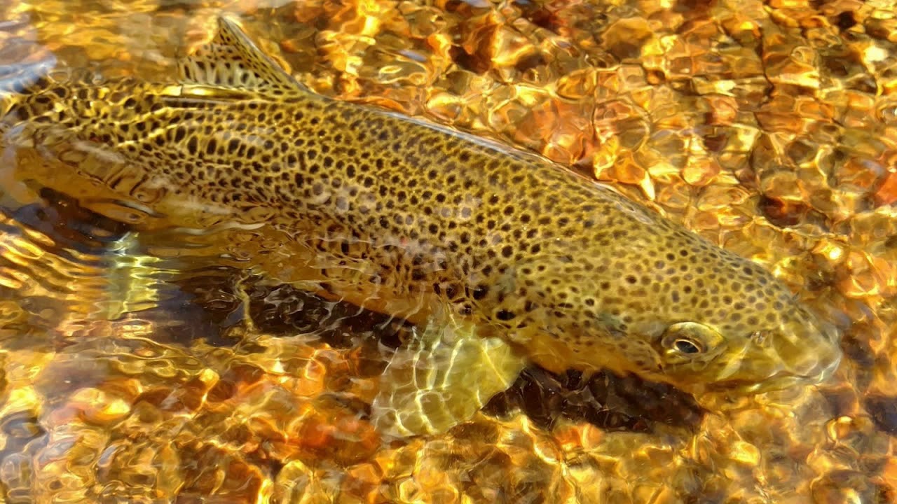 Kvoterad flugfiskeglädje 2018