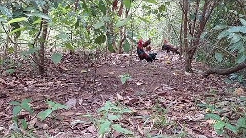 dib qaib lub caij no qaib qus tuaj 1 pab pab xwb