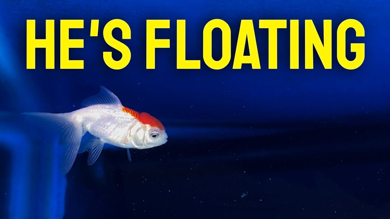 My fish are STRESSED