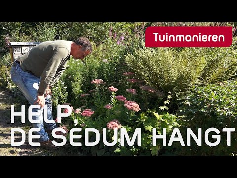 Video: Sedum False (39 Foto's): Planten En Verzorgen Van Bodembedekkende Sedum, Beschrijving Van Variëteiten 