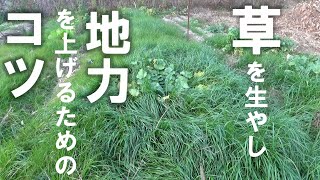 【自然農】草を生やして地力を上げるための「コツ」　2024年1月12日【natural farming】