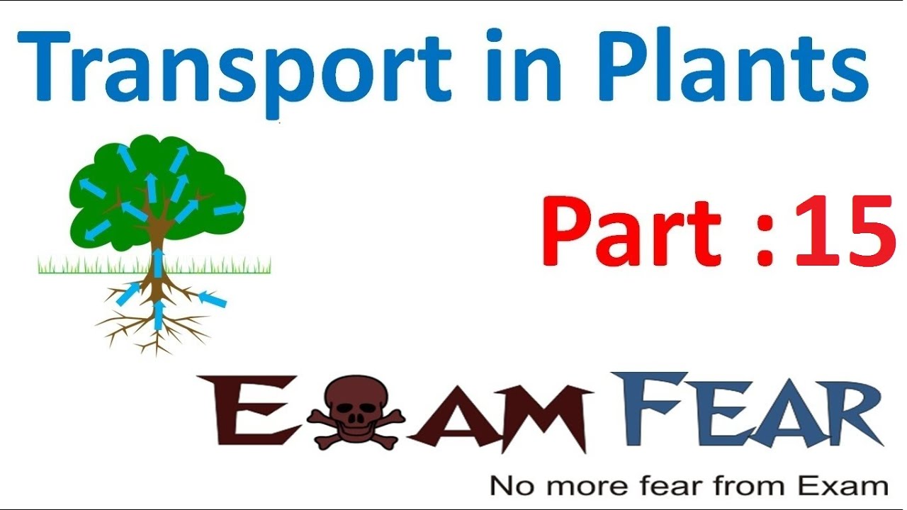 Biology Transport in Plants part 15 (Transpiration pull