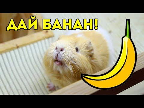 УГОЩАЮ МОРСКИХ СВИНОК БАНАНОМ