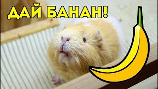 УГОЩАЮ МОРСКИХ СВИНОК БАНАНОМ УГОЩАЮ МОРСКИХ СВИНОК БАНАНОМ