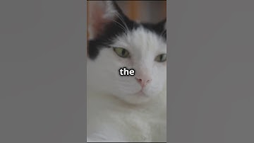 Logic Puzzle of the Cats #puzzlesolving #logicpuzzles