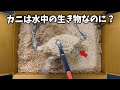 おがくずの中のカニはなぜ死なないの(水がないのに…)？