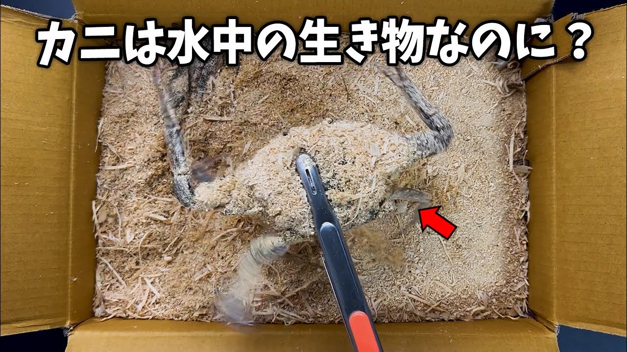 おがくずの中のカニはなぜ死なないの(水がないのに…)？