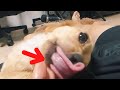 Cute dog that spoils you.【Dachshund】