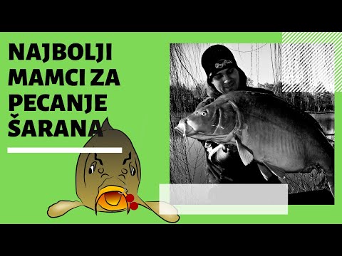 Video: Koji je najbolji mamac za ribbonfish?