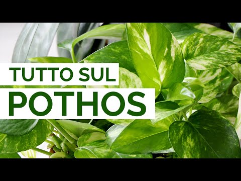 Video: Portare Pothos a ramificarsi: nuovi germogli di Pothos in crescita