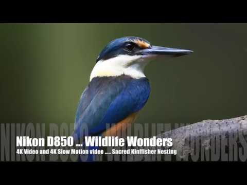 Nikon D850 Review. Amazing Wildlife Capture - YouTube