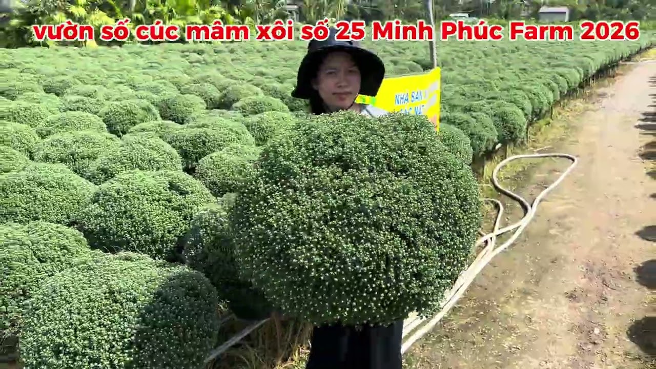 vườn cúc mâm xôi số 25 Minh Phúc Farm 2026