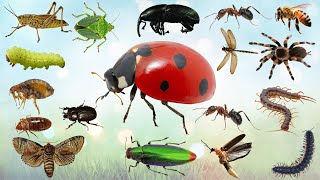 LEARN BUGS in English for everybody