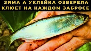 видео: УКЛЕЙКА зимой на МАХ клюёт как из пулемёта Мои маленькие секреты картинка: УКЛЕЙКА зимой на МАХ клюёт как из пулемёта Мои маленькие секреты