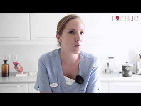 Video: Lag Ditt Hjem Kit For Kastrering Og Sterilisering For Hunder