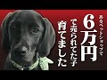 ペットショップで6万円で売られてた子、育てました。