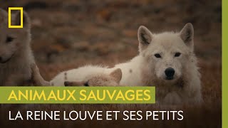 Cette lignée de loups a plus de 10 000 ans