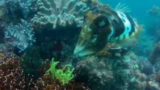 Cuttlefish laying eggs with Murex Dive Resorts