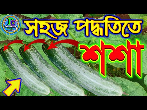 ভিডিও: নৌকা আকারের শসা ক্ষুধা