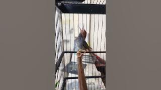 Suara Burung Prenjak Kepala Merah Tilek kencang cocok buat masteran