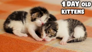 1 Day Old Kittens | Newborn by Kittiopia 934 views 3 years ago 2 minutes, 12 seconds