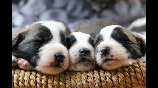 After Eating How They Are Sleeping Sleeping Puppies