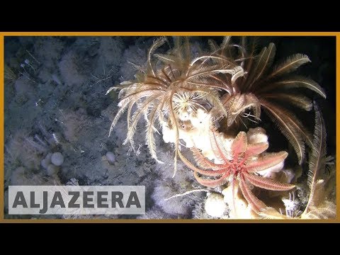 ?? Weddell Sea: Scientists investigate unexplored Antarctic sea floor | Al Jazeera English