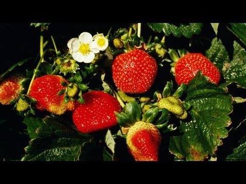 Video: Pleje af golde jordbærplanter - Sådan dyrkes golde jordbærbunddække