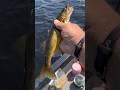 Catching dinks and taking names. #dinks #fishing #fishingshorts #walleyefishing