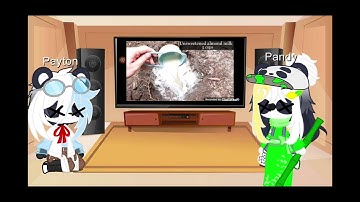 Piggy Pandy Siblings React To Howtobasic Part 2 Season 2