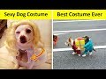 Dogs Who Had The Best Halloween Costumes