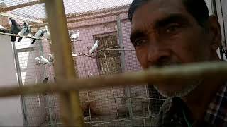 Kabutarbaji in Mathura, 201 Kabutar