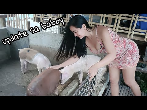 piggery/pig/poultry/chicken/farming/rural life/feeding/Philippines/Probinsyana/farm/ideas