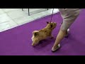 Norwich Terrier Speciality Show. Moscow. Judge Yulia Ovsyannikova. 4.11.2020