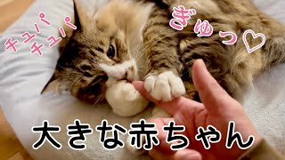 人間に甘える事を知った野良猫ぽこまるは赤ちゃんの様です♡