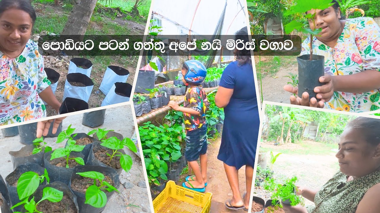 මගේ අලුත්ම වගාව බලන්න එන්න - ඔයාගෙ වගාවටත් අවශ්‍ය හොදම තත්වයේ පැල ගන්න හොදම තැනක් - VeggieMaster