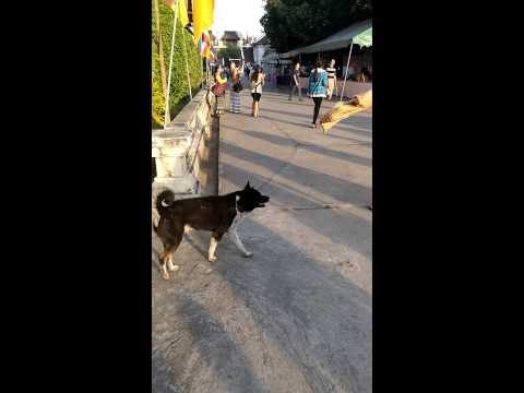 Dog Singing with the temple bells @ Thailand