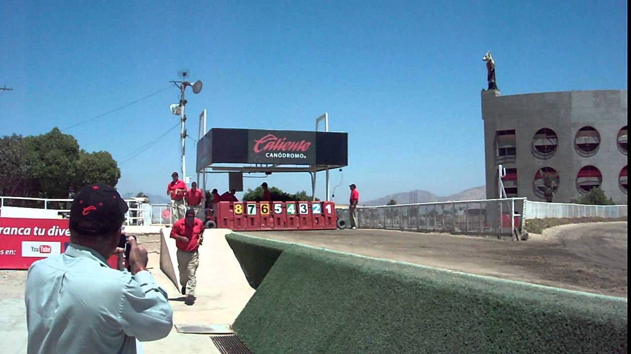 Tj Dog Racing Tijuana Dog Track - YouTube