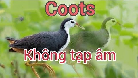 tiếng cuốc mồi