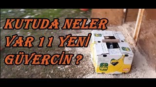 Download lagu 11 Adet Yeni Güvercin Hepsi Birbirinden Gözel 11 Adet Yeni Güvercin Hepsi Birbirinden Gözel