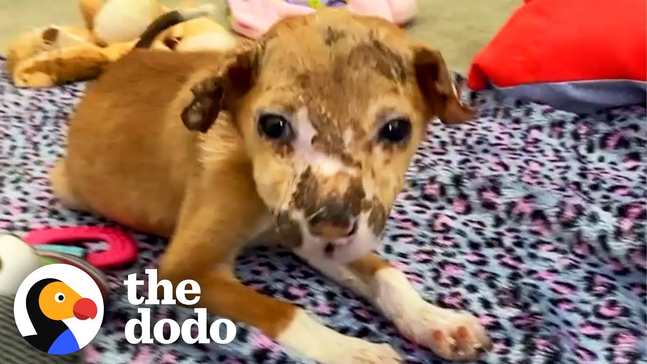 Street Puppy Runs Into Her New Dad's Arms | The Dodo Heroes - YouTube