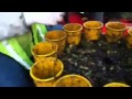 Maquina de conos para plantar tomate