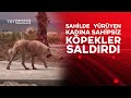 Sahilde yürüyen kadına sahipsiz köpekler saldırdı