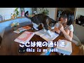 娘の勉強を邪魔する猫　なんで猫って、、、　暴れ猫/保護猫ハナ♂
