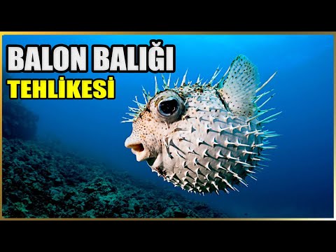 Akdeniz&rsquo;deki Zehirli İstilacı Balık Türleri | Balon Balığı Hakkında Detaylı Bilgi | Belgesel Bölüm 1