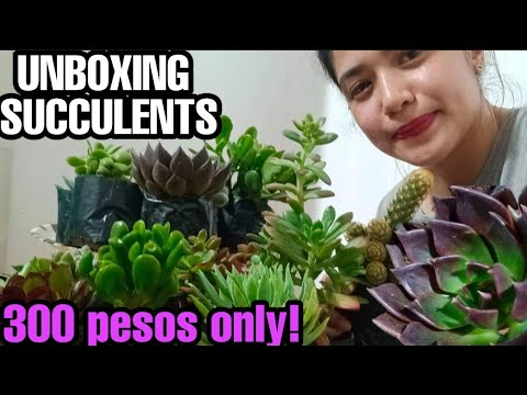 UNBOXING OUR FIRST SUCCULENTS AND CACTUS FOR Beginners WORTH Php300