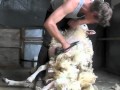 how to blade shear a sheep