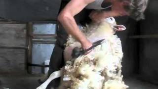 how to blade shear a sheep