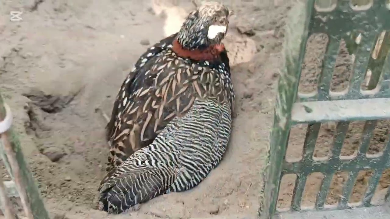 Kala teetar new home made cage. mati wala cage. Jisko video Pasand Aaye like share subscribe Karen